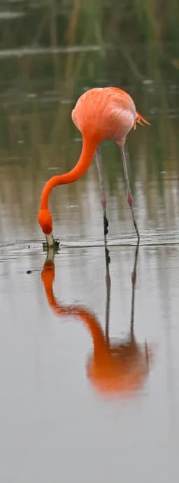 Texas Flamingo Reflection