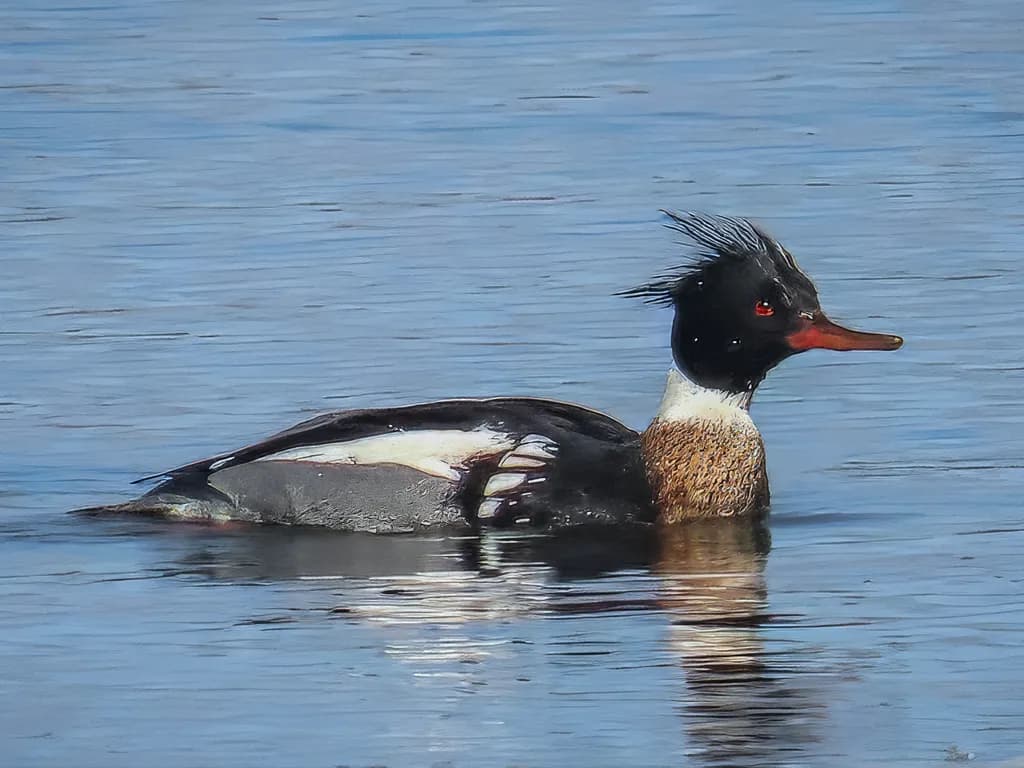 Red-Breasted Merganser