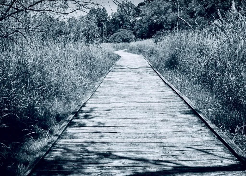 Northern Boardwalk