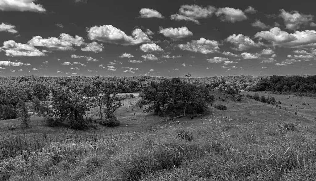 Northern Illinois Prairie Vista