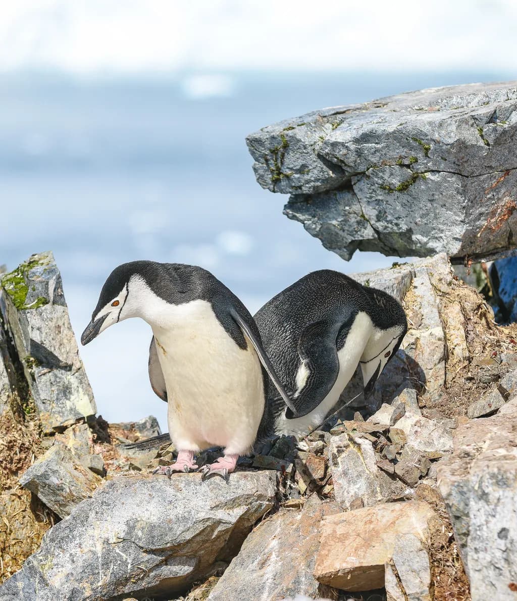 Charming Companions: A Serene Moment Among the Rocks