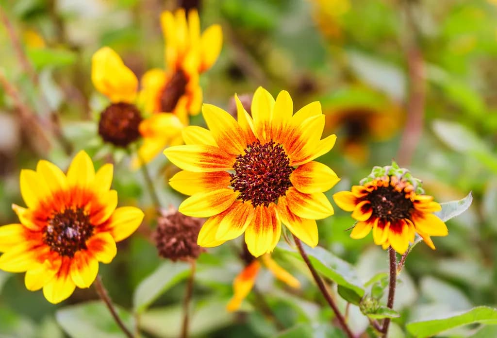 Sunlit Blooms: A Vibrant Dance of Yellow and Orange Sunflowers in Nature's Embrace