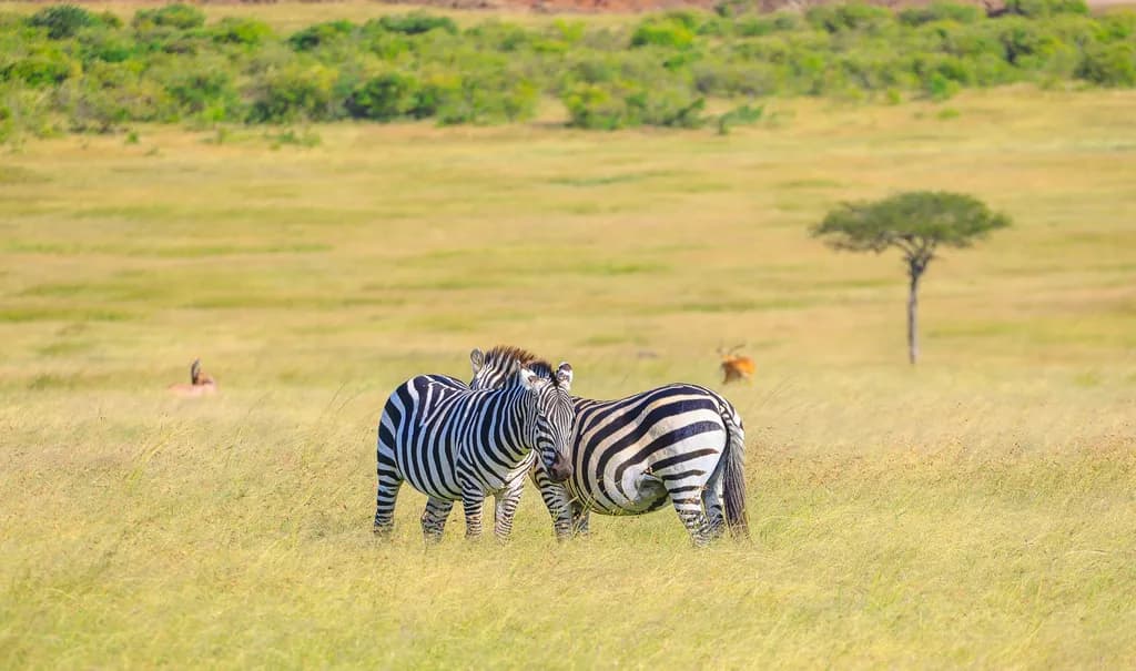 Zebra Embrace: A Dance of Stripes in the Serengeti's Golden Grasslands