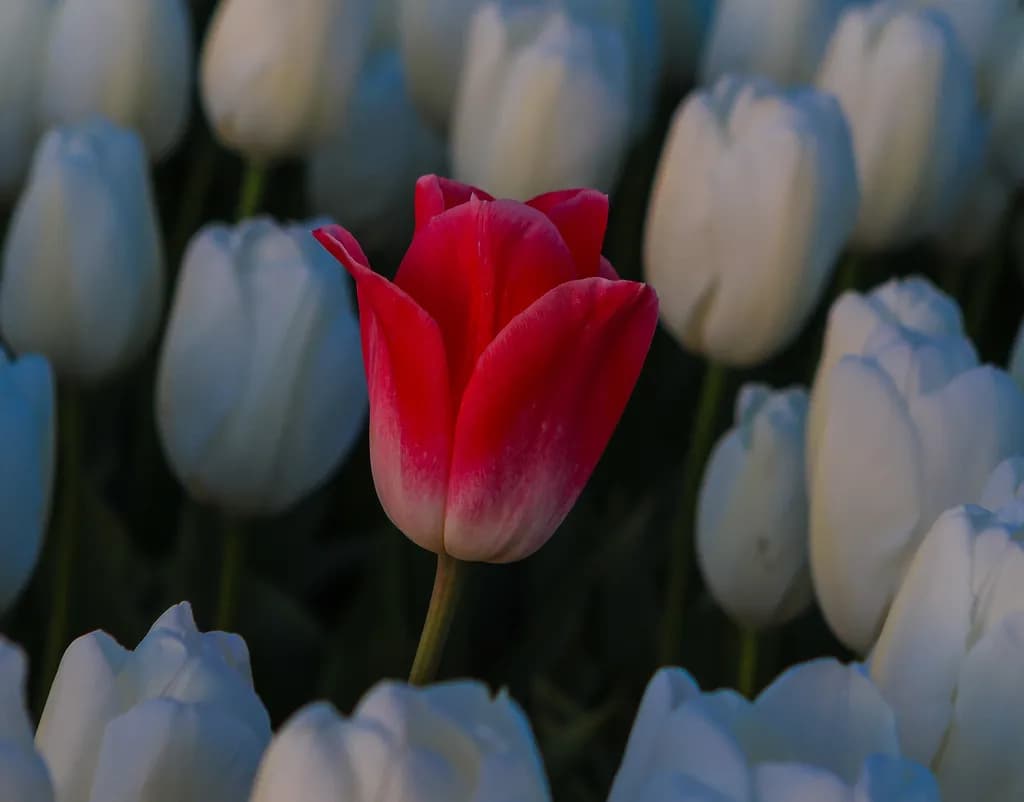 Vibrant Resilience: A Bold Tulip Amidst a Sea of White Blooms