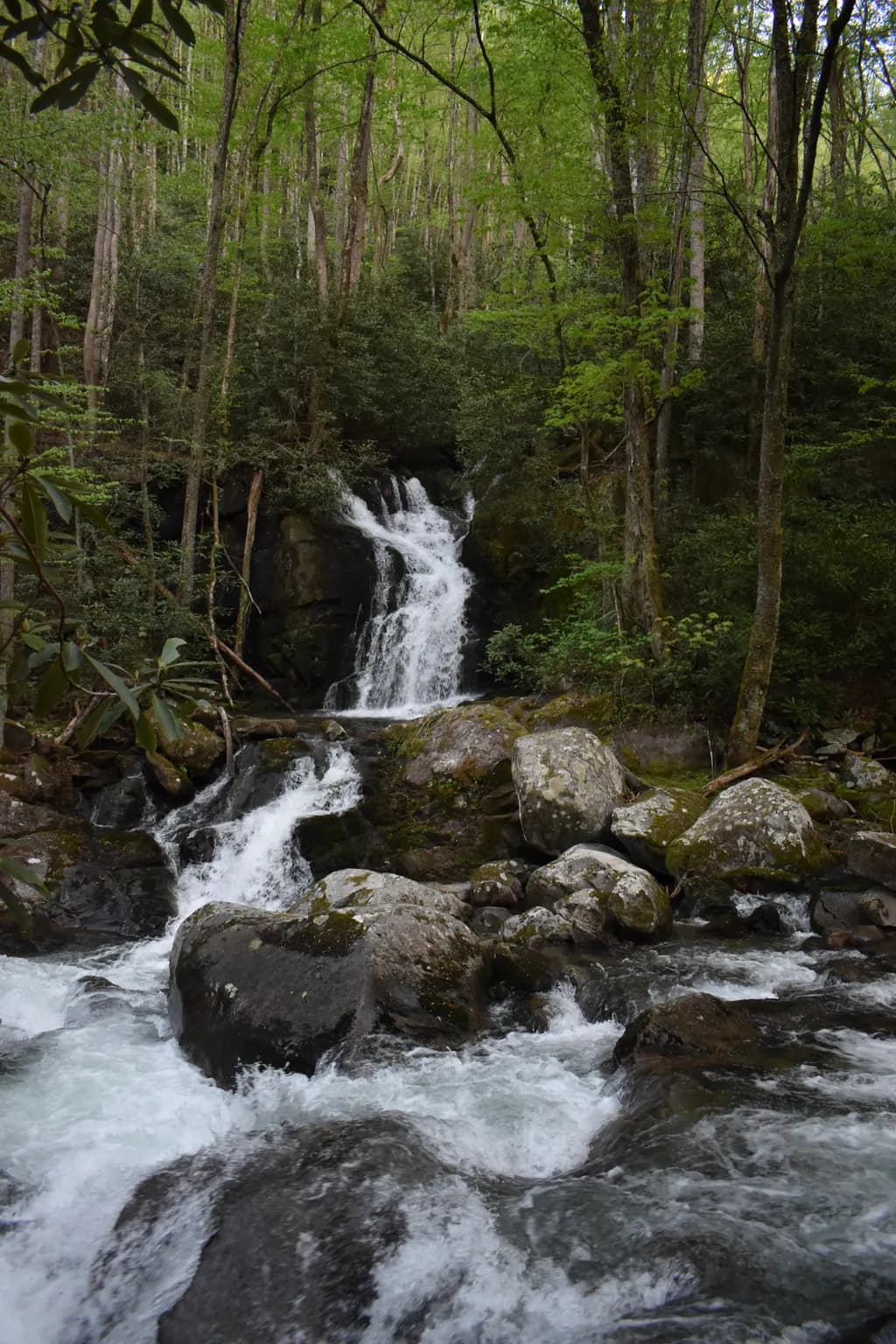 Whispers of the Forest: A Serene Waterfall Amidst Lush Greenery