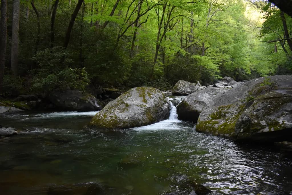 Tranquil Waters: A Serene Journey Through Forested Rivers and Rocks