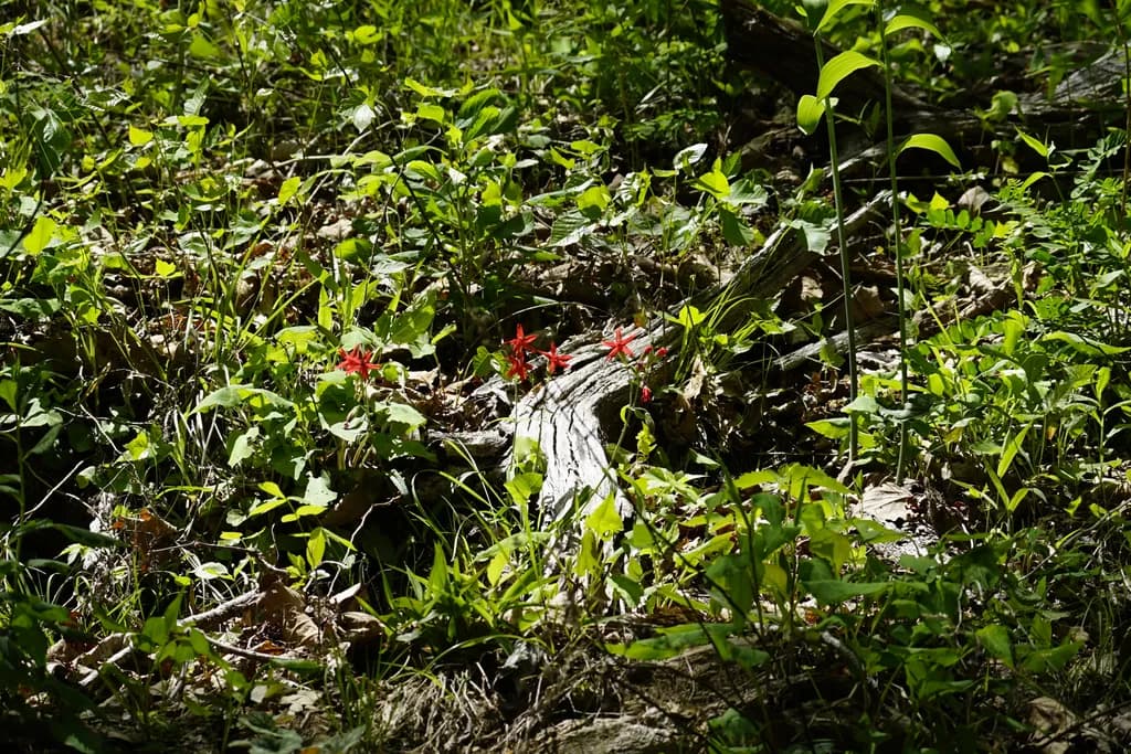Whispers of Nature: A Serene Forest Scene with Vibrant Wildflowers and Lush Greenery