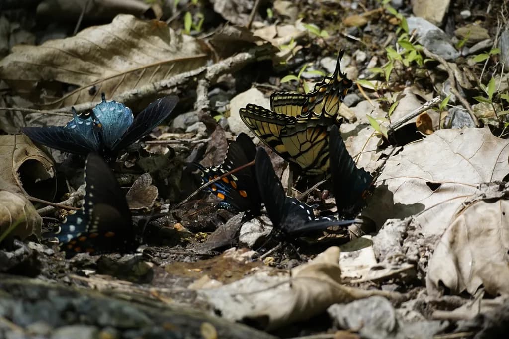 Whispers of Nature: A Dance of Butterflies Among Autumn Leaves
