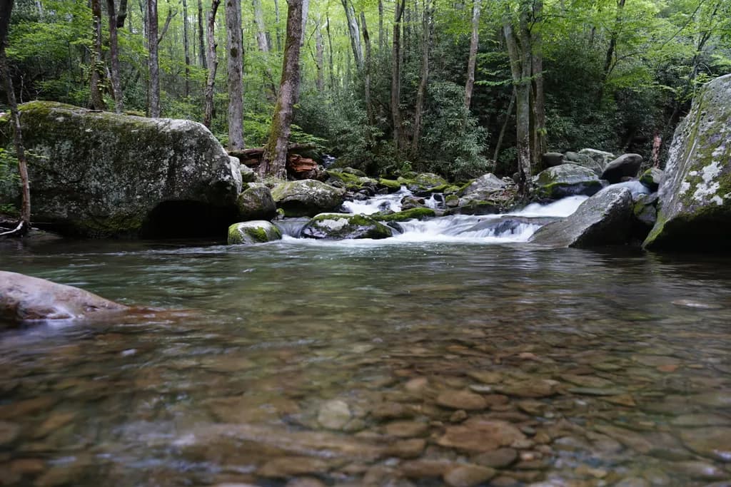 Whispers of the Forest: A Serene Stream in Nature's Embrace