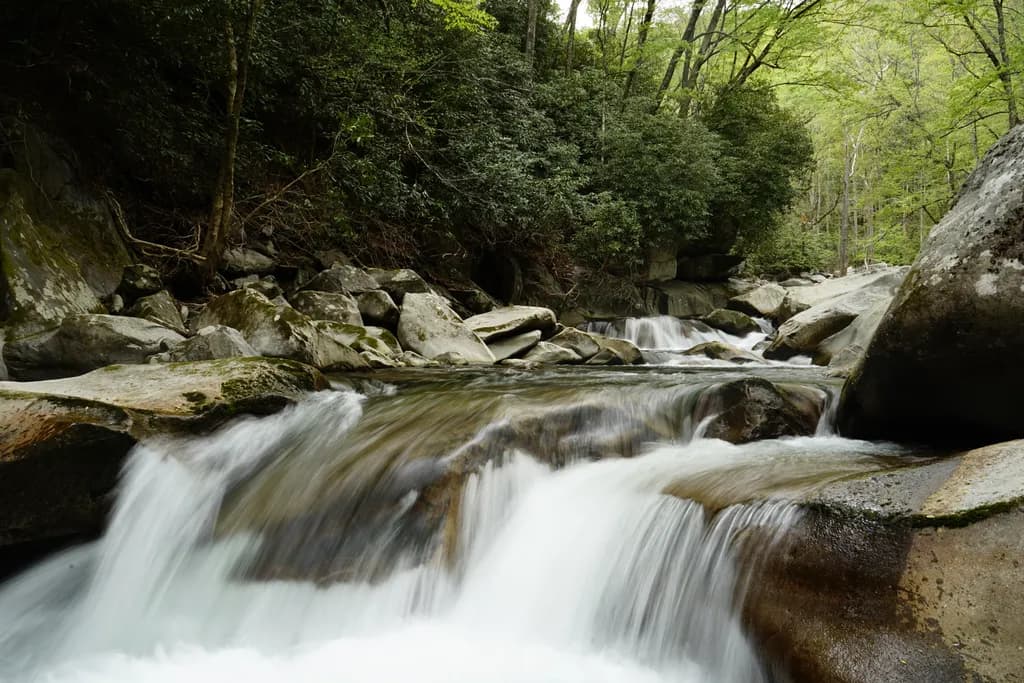 Whispers of the Stream: A Serene Journey Through Nature's Embrace