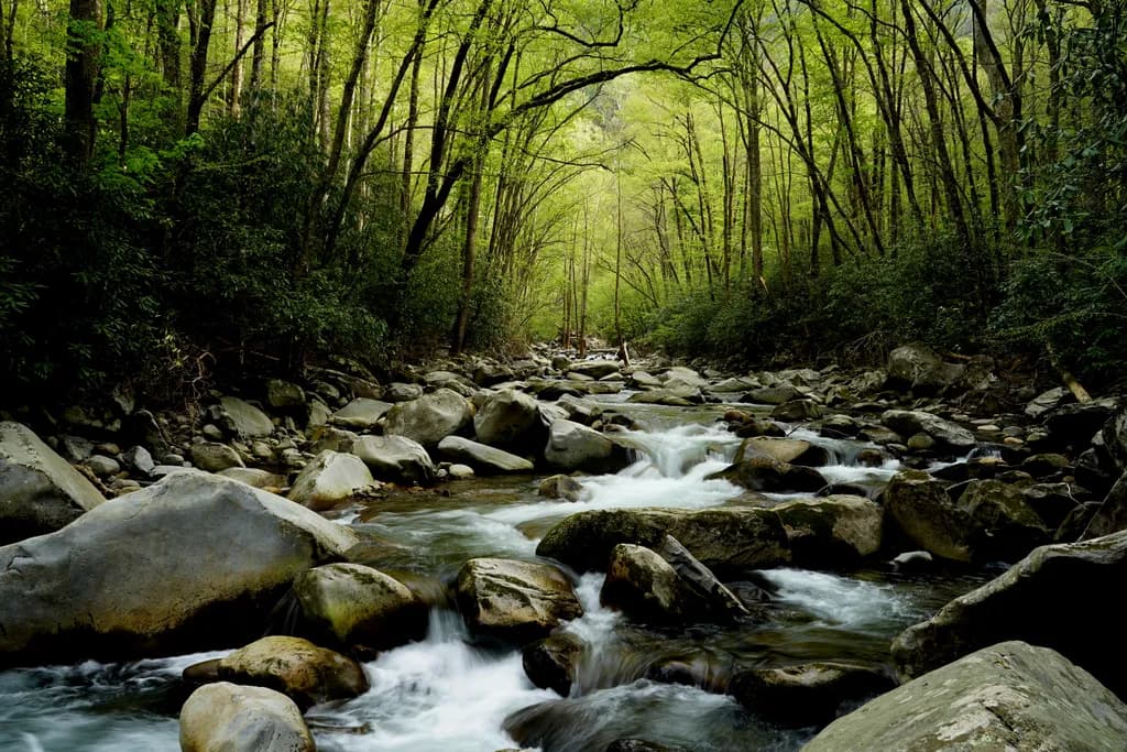 Whispers of the Forest: A Serene Stream Through Lush Green Canopy
