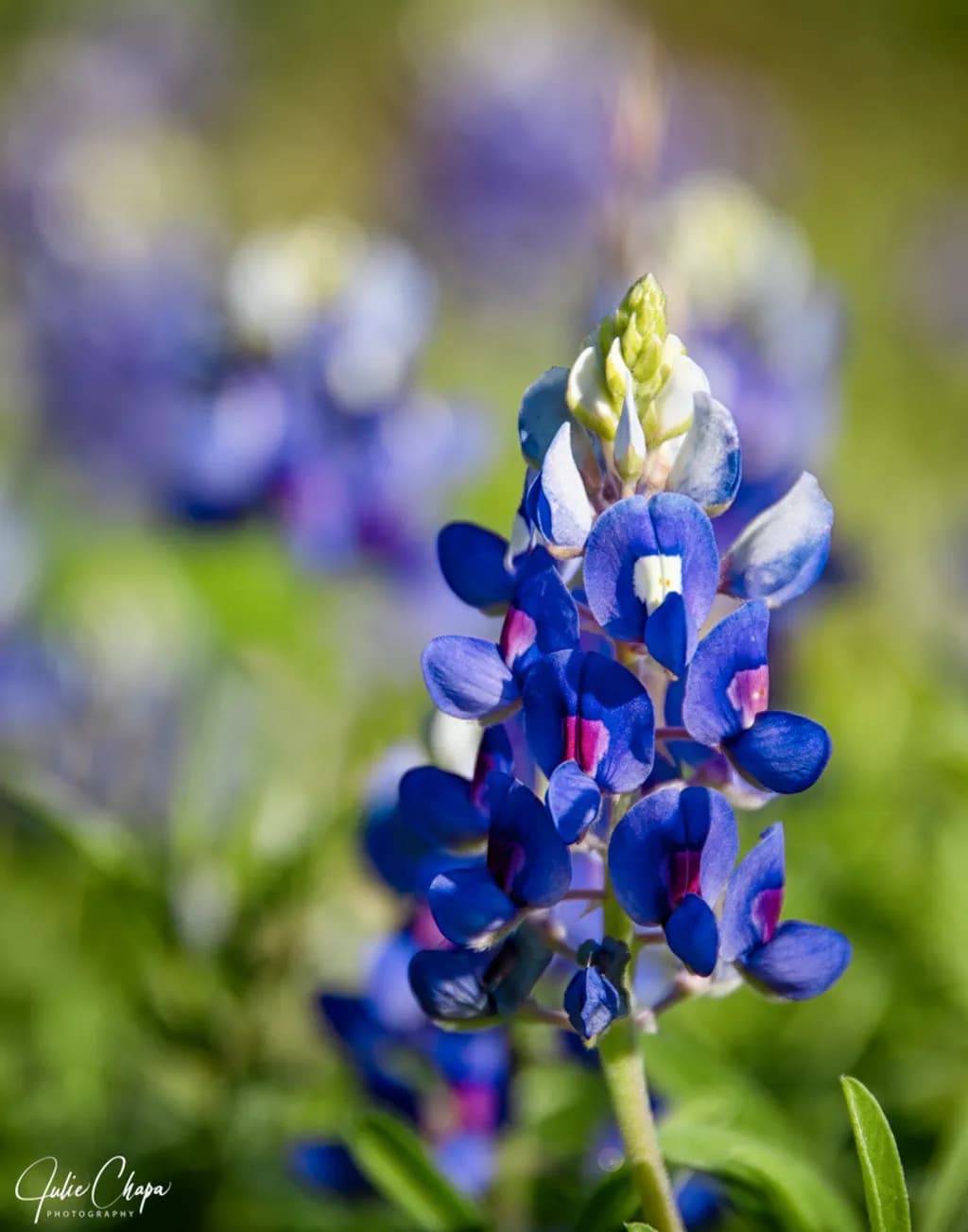 In Focus: A Bluebonnet’s Moment