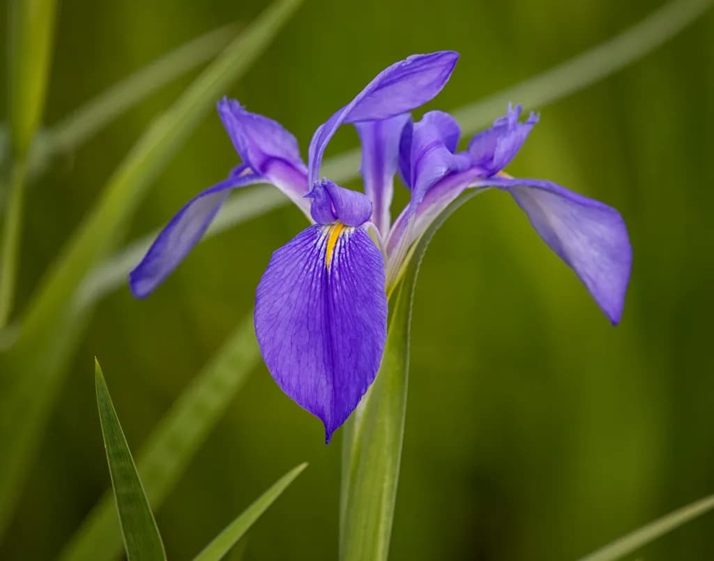 Sunlit Veins — The Delicate Dance of a Purple Iris