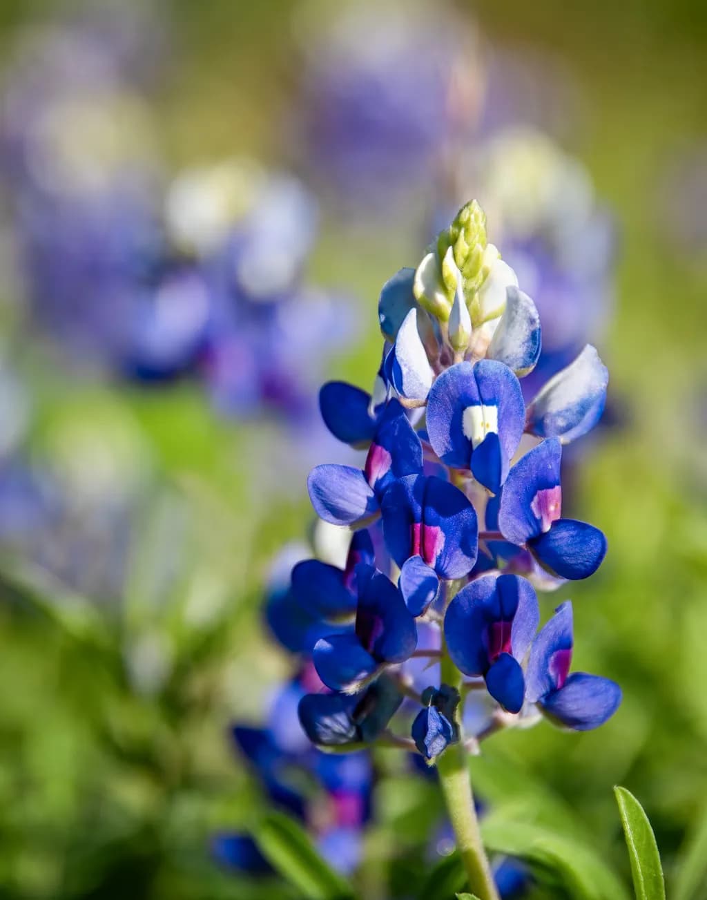 In Focus: A Bluebonnet's Moment