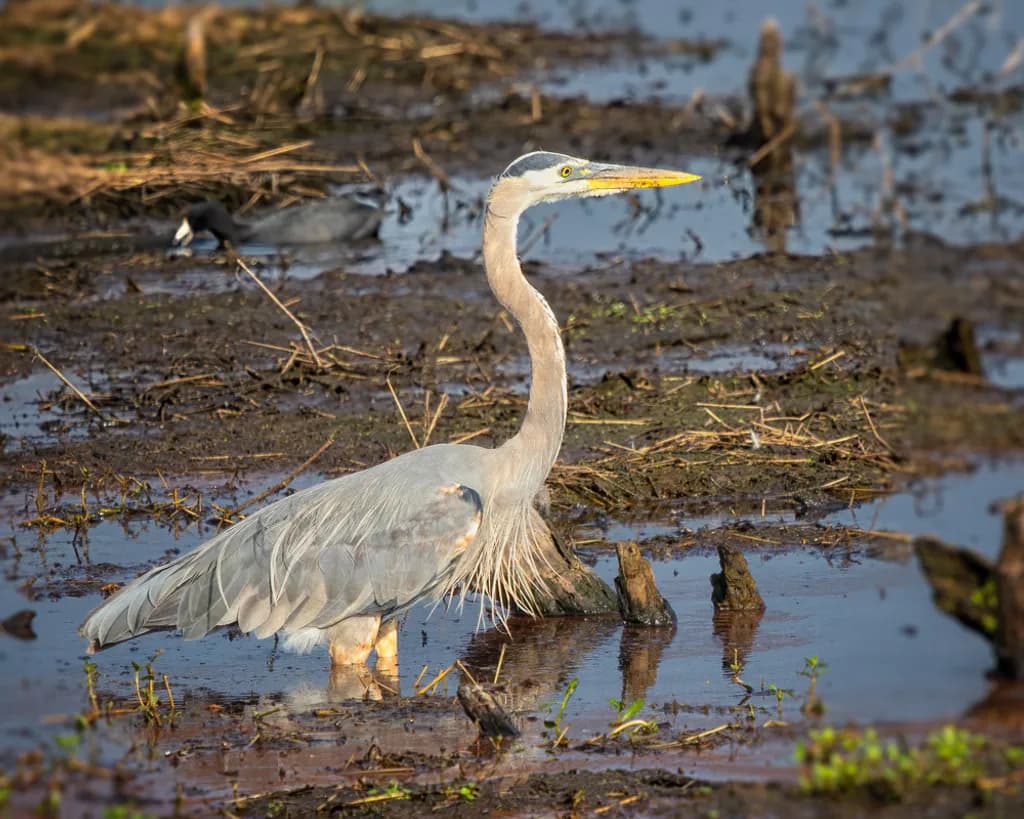 Great Blue Heron at Brazos Bend