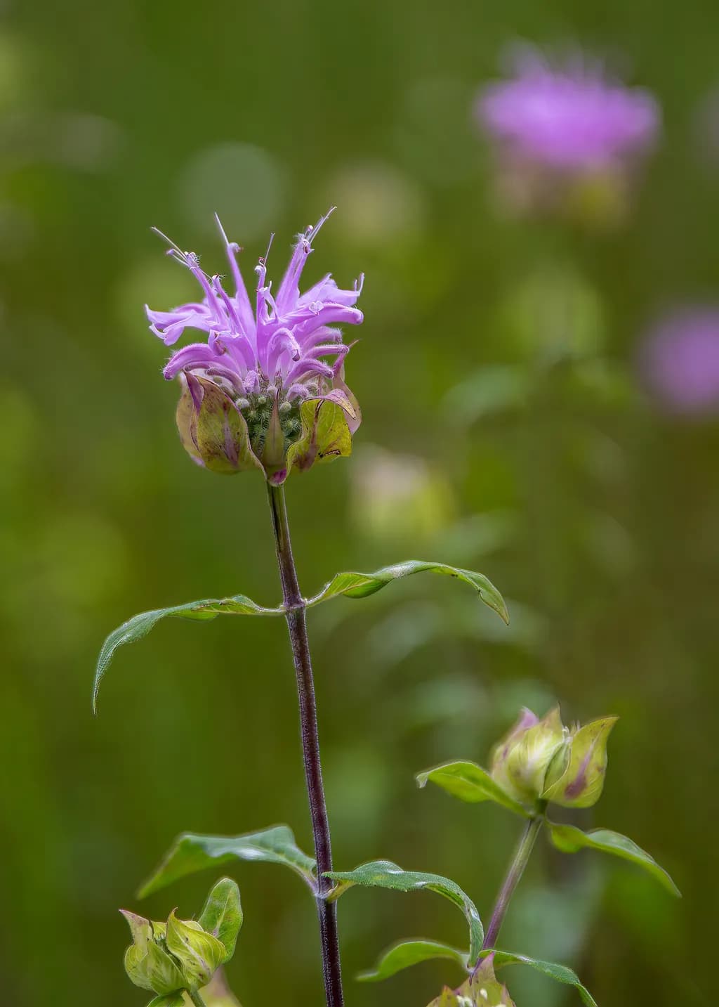 Wild Bergamot Bloom