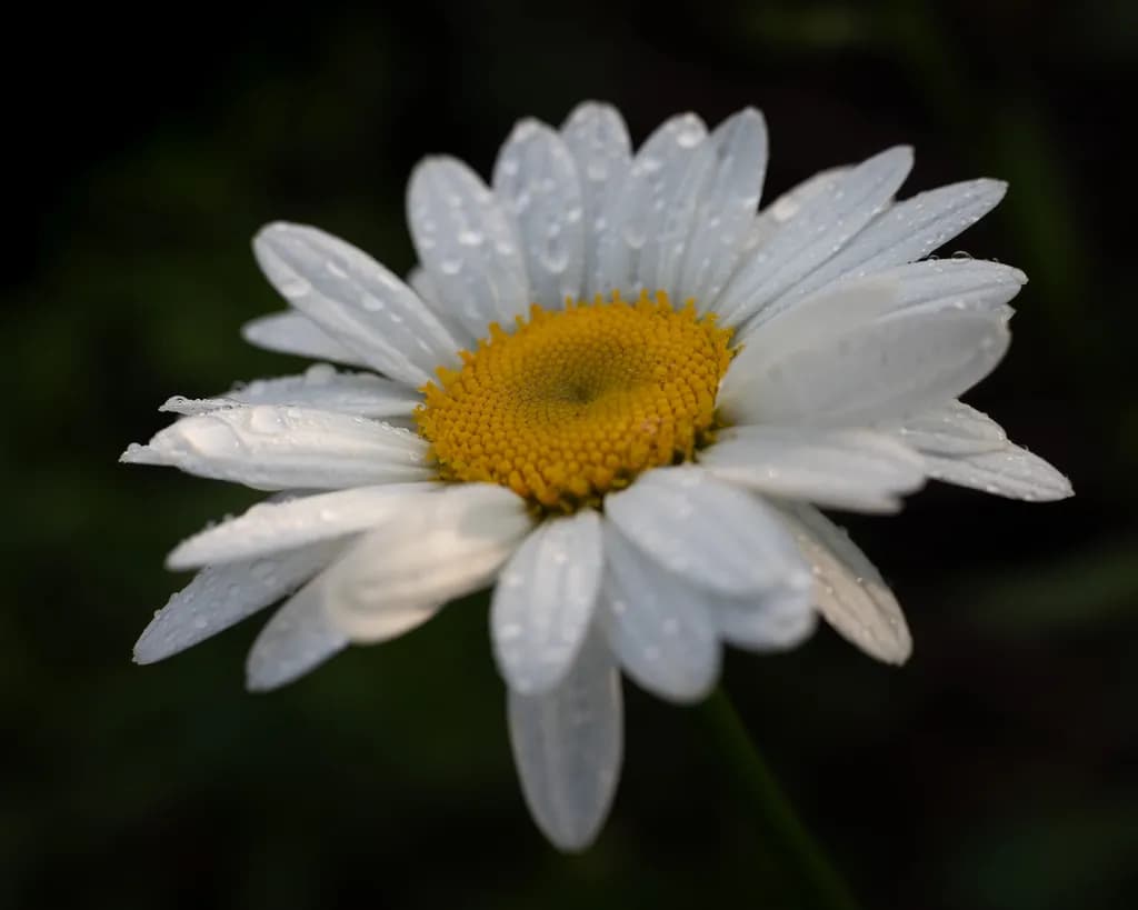 Daisy in Shadow