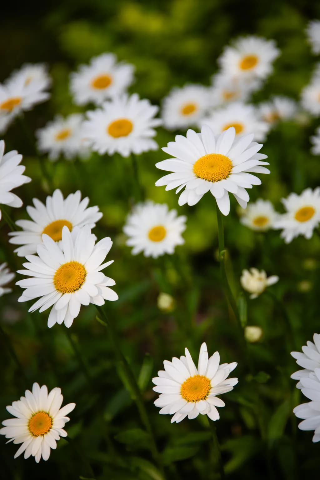 Daisy Patch