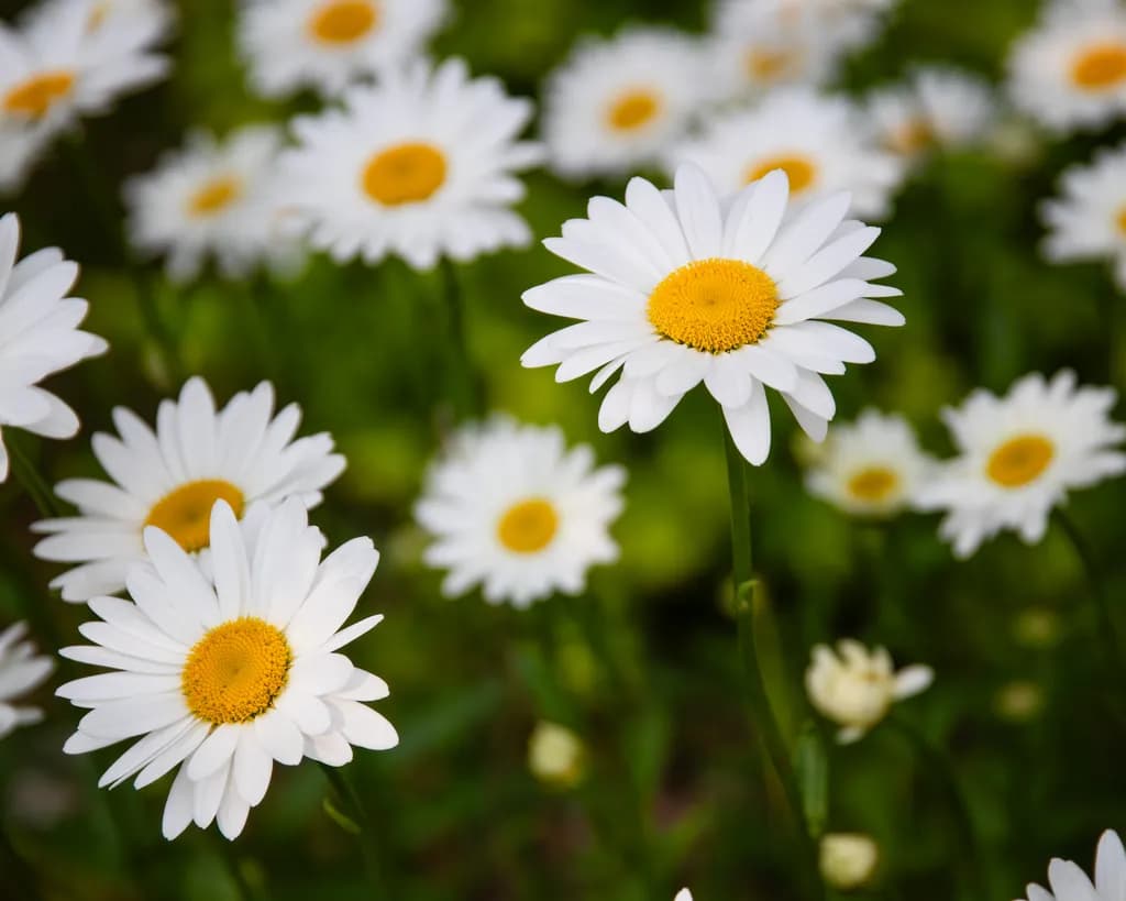 Daisy Patch