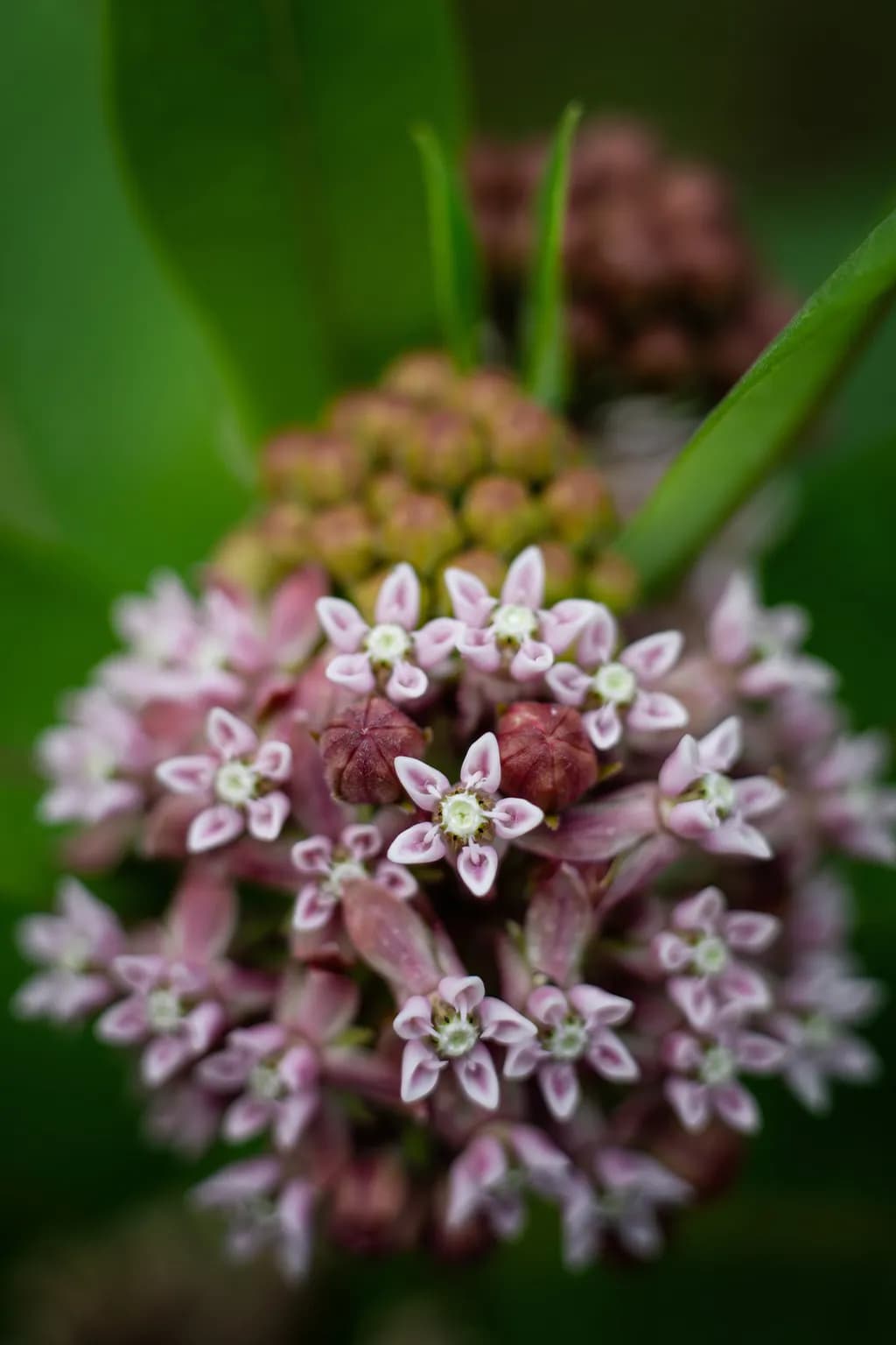 Milkweed Starburst