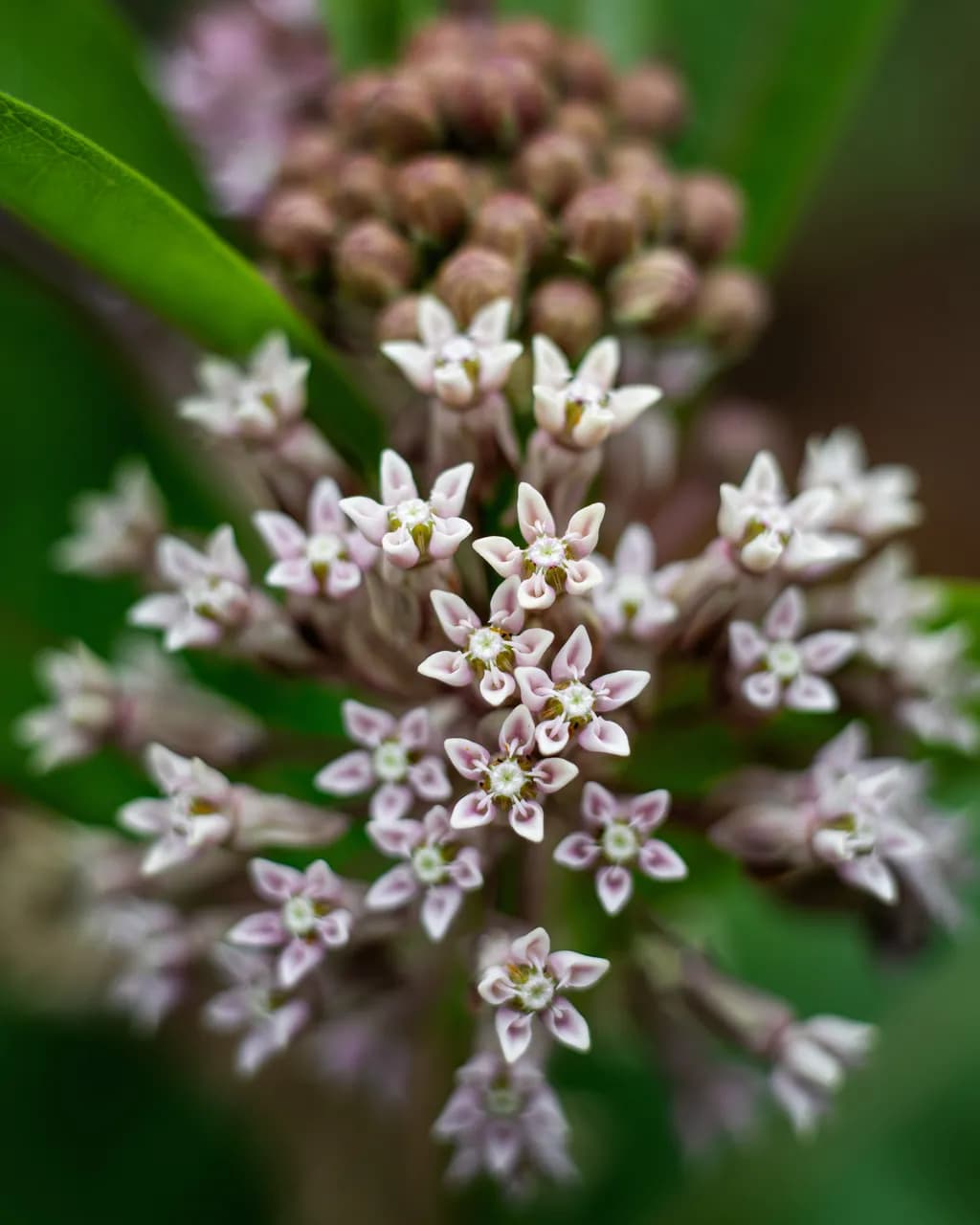 Milkweed Bloom