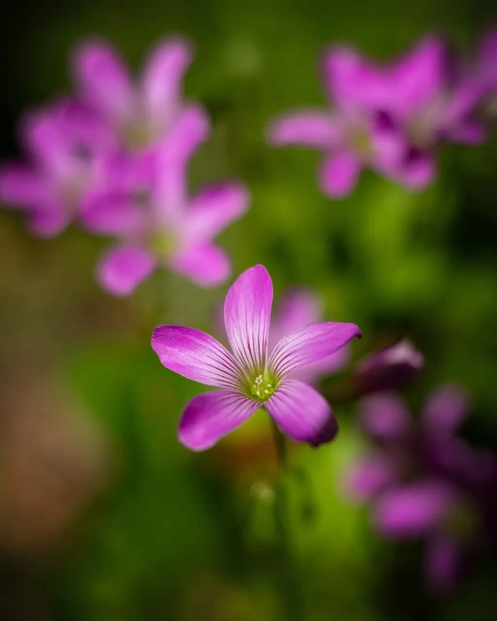 Violet Wood-Sorrel