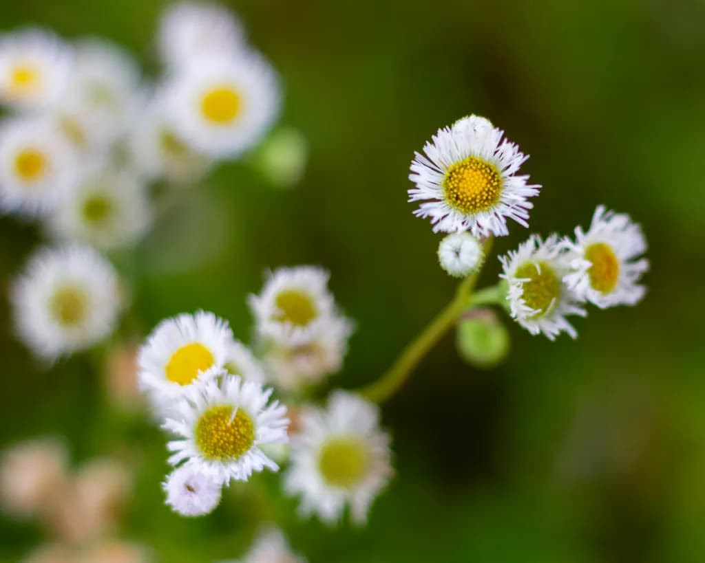 Daisy Fleabane Bloom