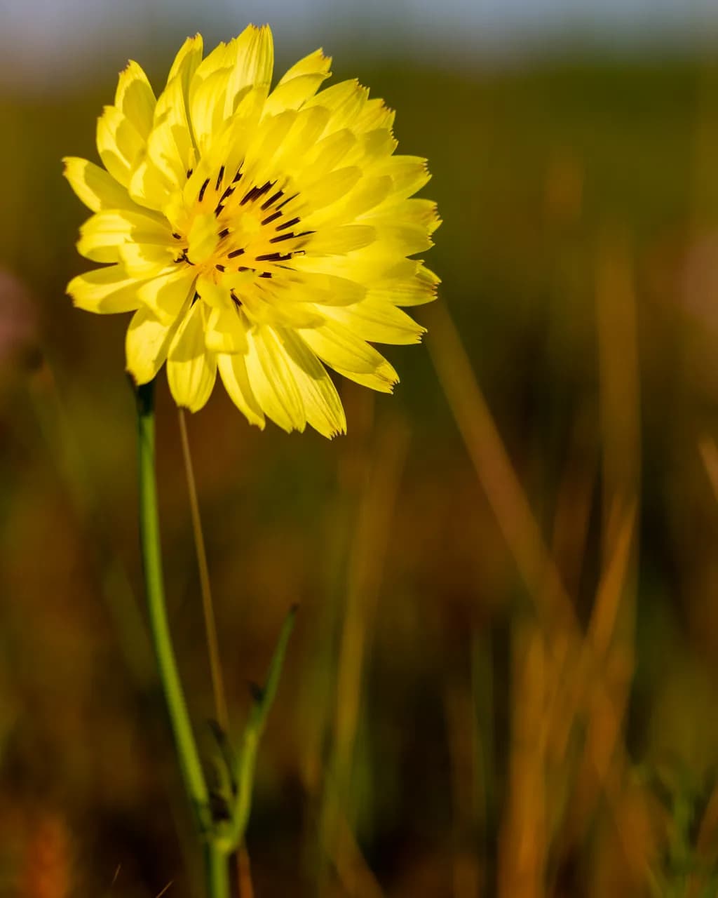 Texas Dandelion