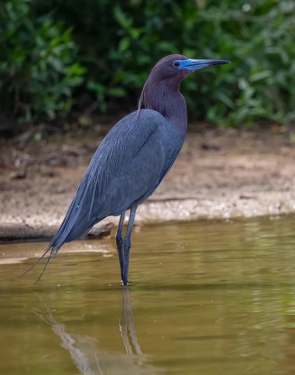 Little Blue Heron