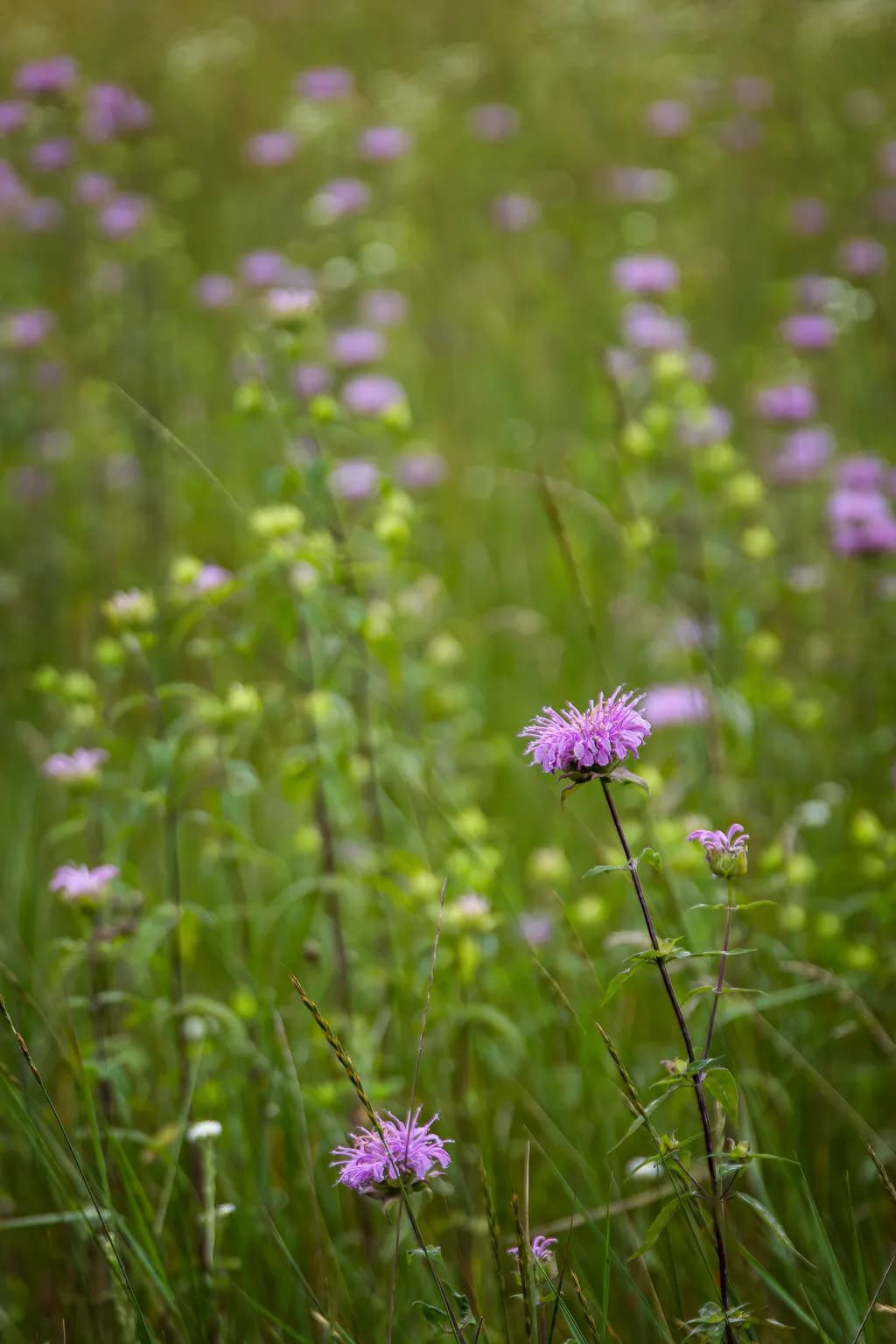 Wild Bergamot Bloom