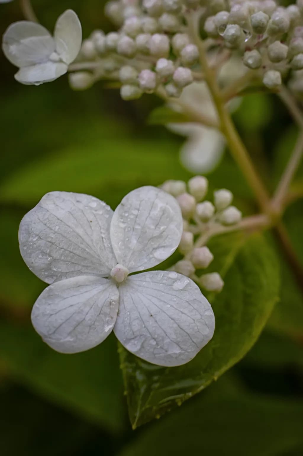Happy Hydrangea