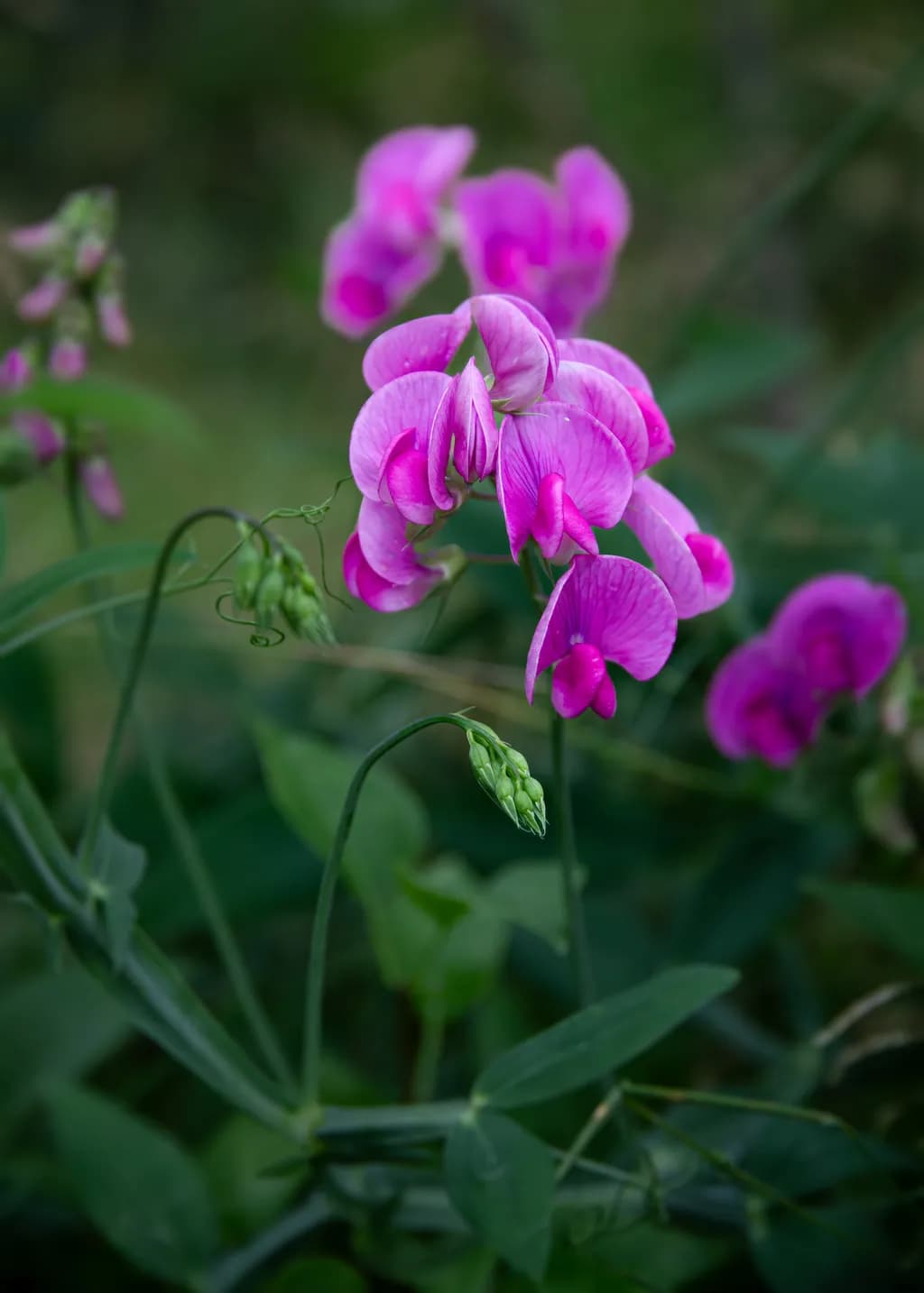 Sweet Pea Bloom