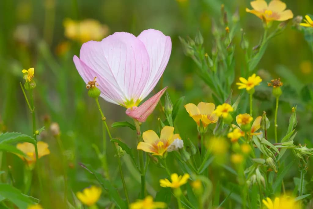 Wildflower Harmony