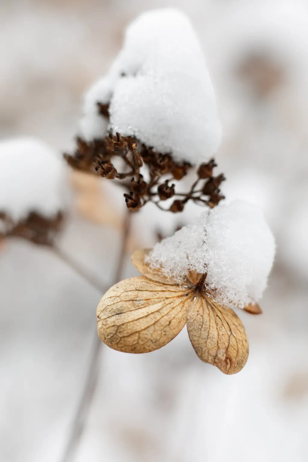 Winter Hydrangea Rest