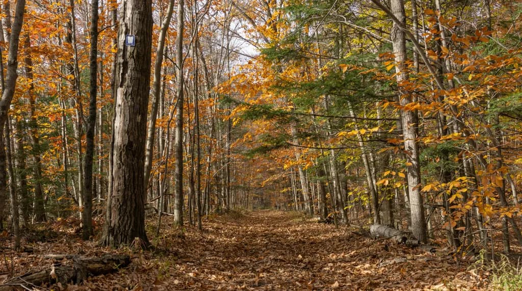Autumn Forest Trail