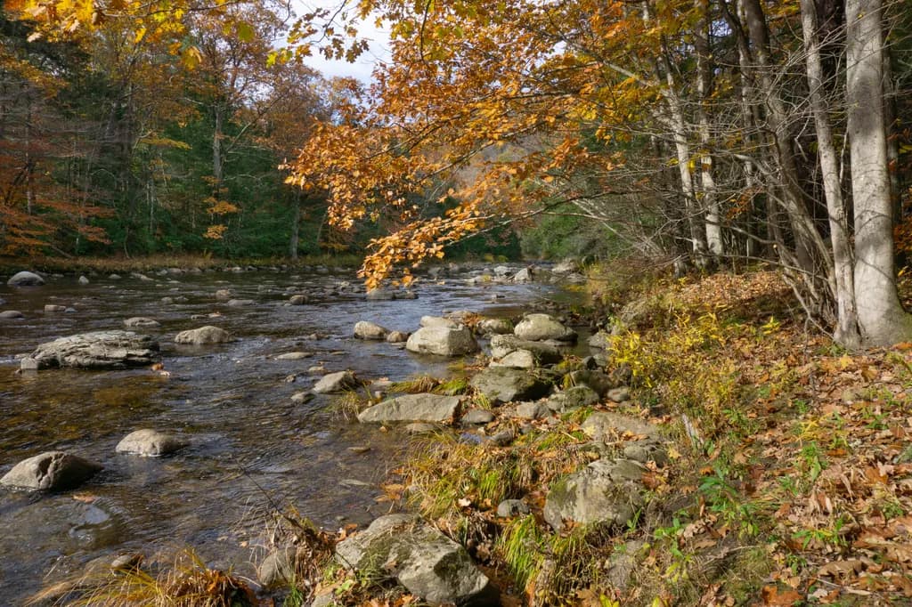 Forest River Rocks