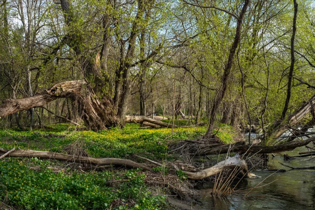 April 22nd Forest Stream