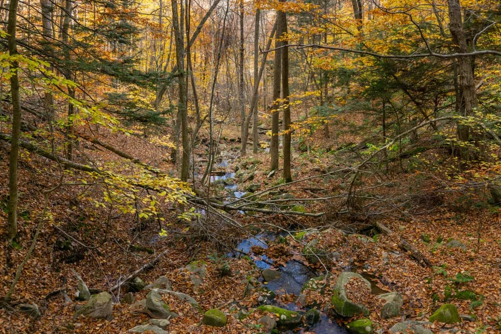 Autumn Forest Stream
