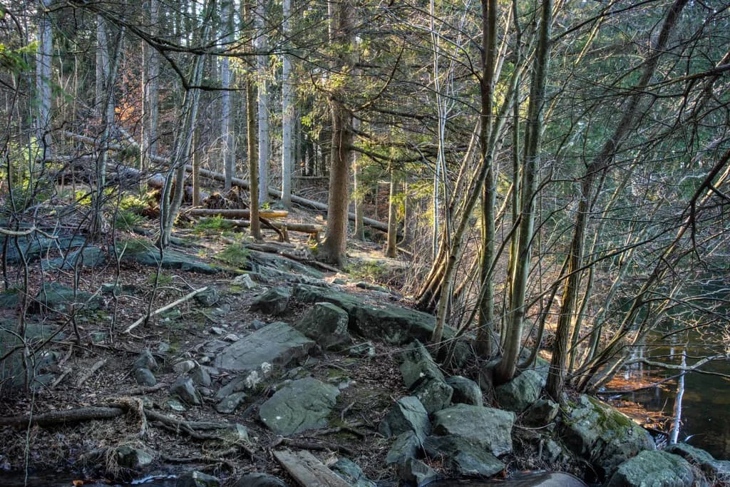 Harriman Road Forest Trail