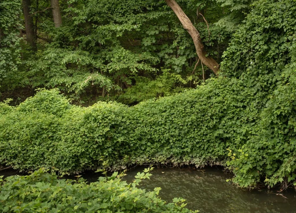 Forest Stream Greenery