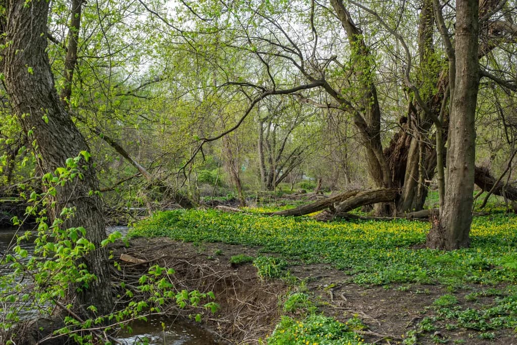 Woodland Stream Edge