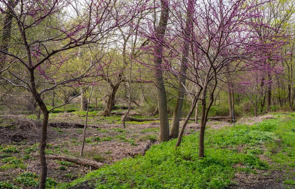 Woodland Spring Blossoms