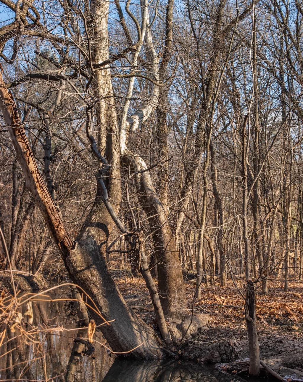 Winter Forest Stream