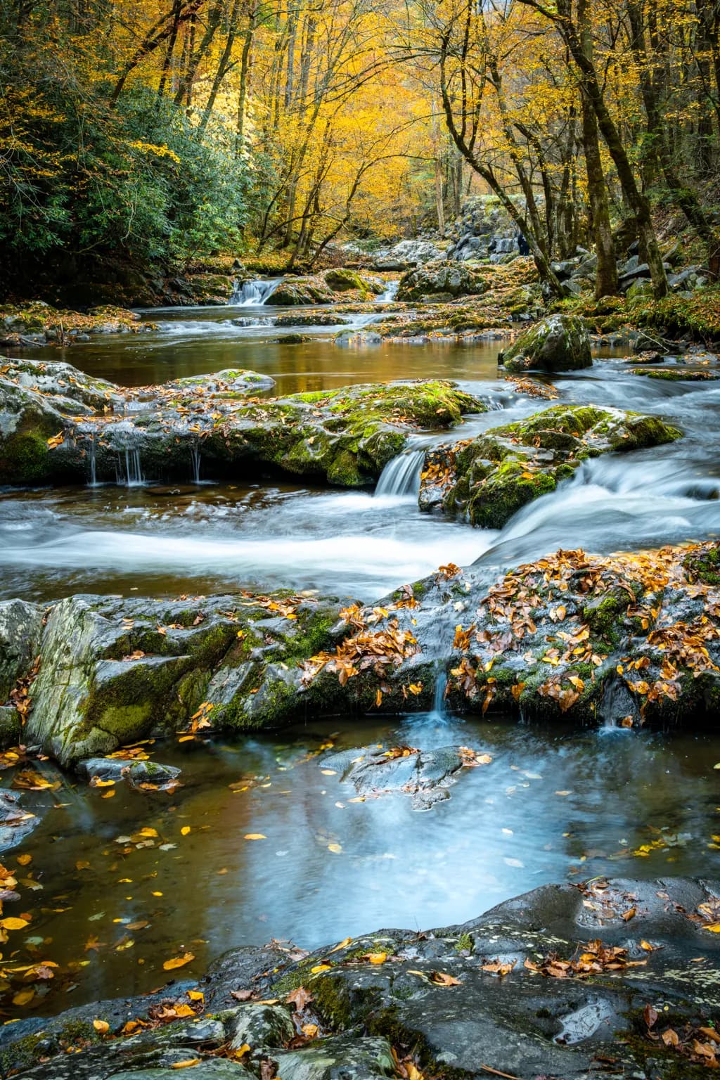 Whispers of Autumn: A Serene Stream in Golden Hues