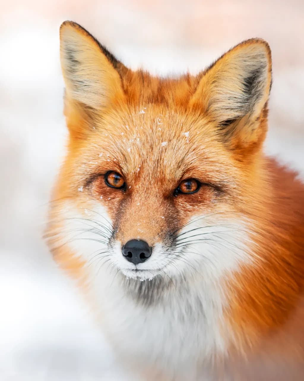 Whispers of the Wild: A Majestic Fox in Nature's Embrace