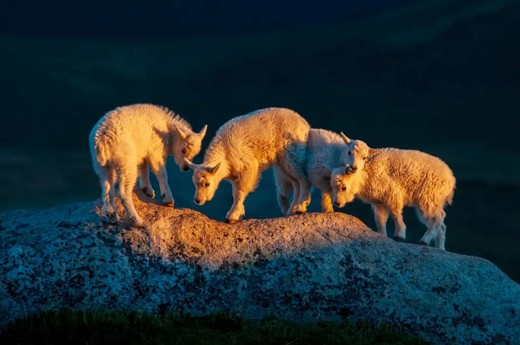 Mountain Majesty: A Herd of Goats Illuminated by Nature's Light