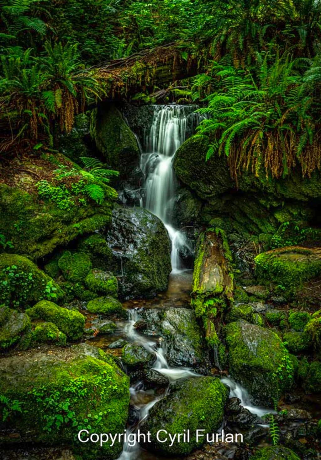 Forest Waterfall Stream