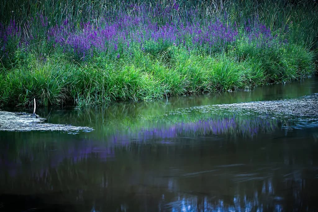 Purple River Reflections