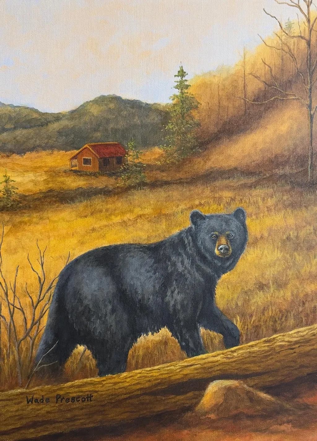 Breaking from cover (black bear)