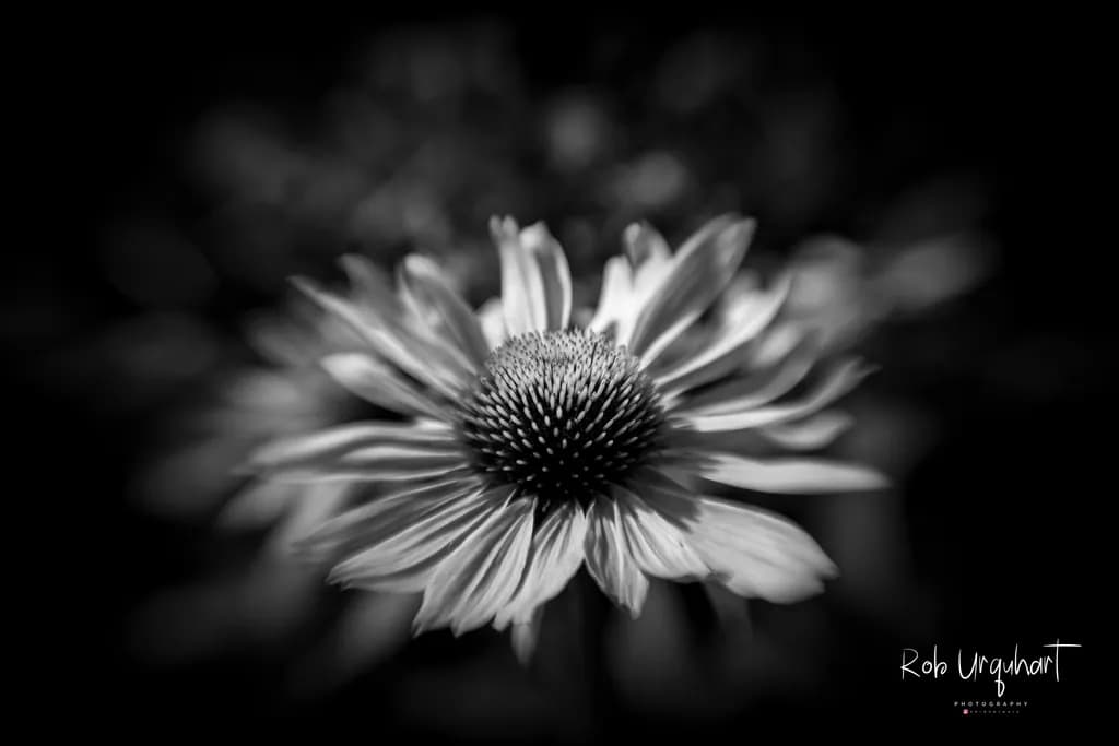 Monochrome Whisper